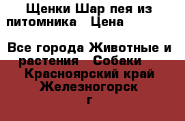 Щенки Шар пея из питомника › Цена ­ 25 000 - Все города Животные и растения » Собаки   . Красноярский край,Железногорск г.